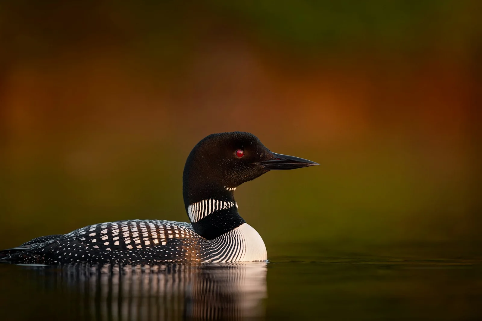 Common loon on a freshwater lake at dusk; regional species reference photograph, not a documented Duck Lake photograph