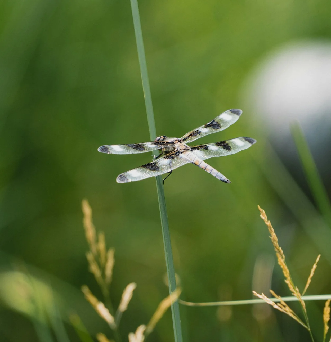 Dragonfly perched on a reed with wings outspread
