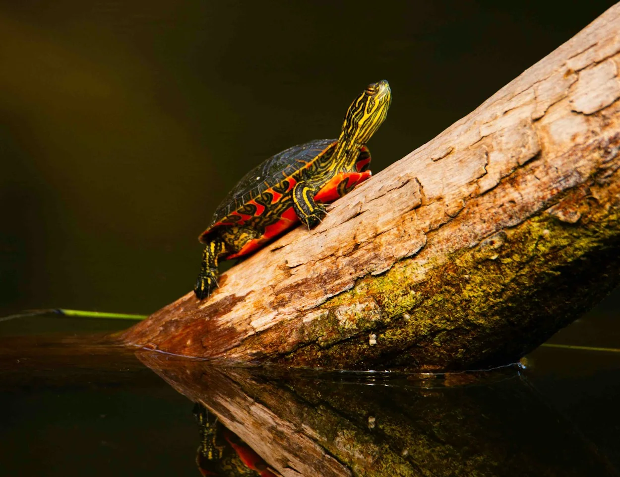 Painted turtle basking on a weathered log above dark freshwater