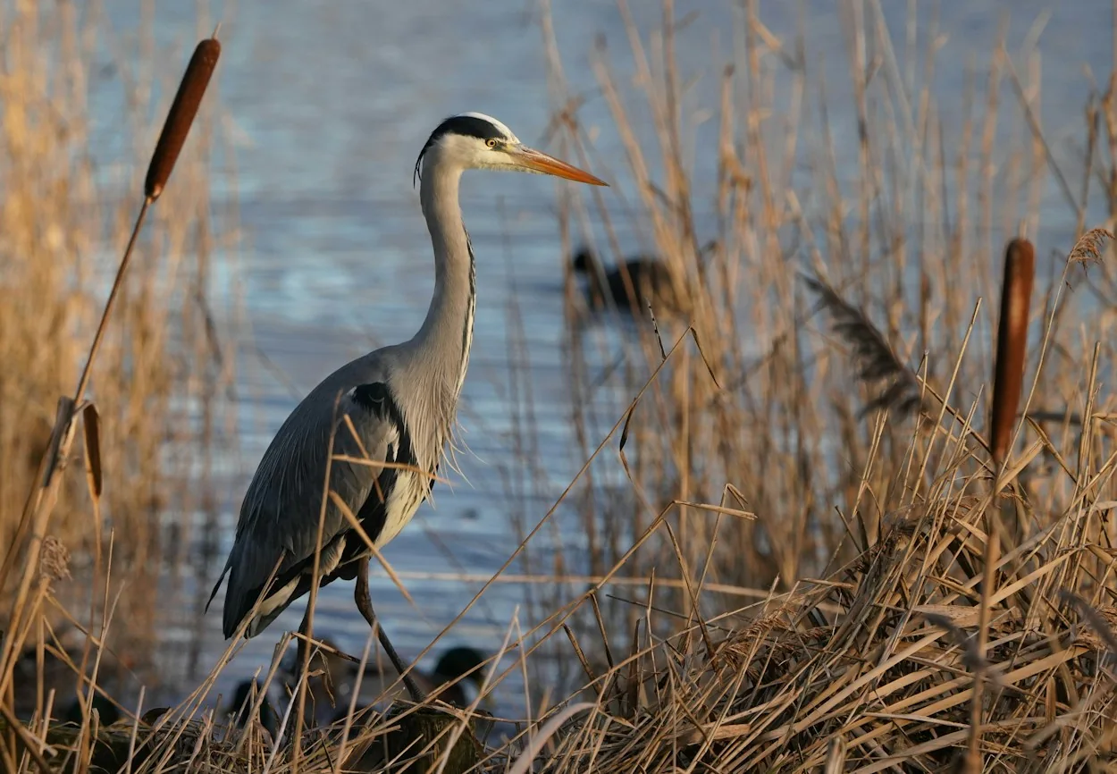 Great blue heron standing among reeds by freshwater